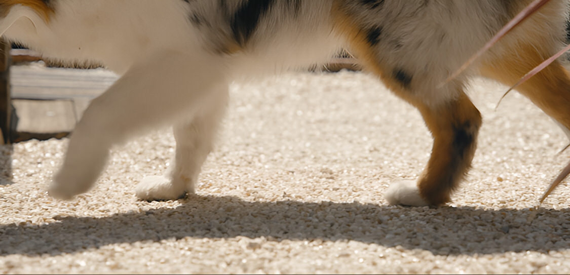 gravifix_chien_tenu_2026-09-08_08_12_43.032060